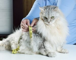 signs your cat is overweight terre haute in