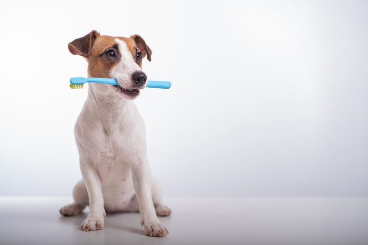 Curated visual reference: Fresh Look at Dog Dental Disease What To Look For And How To