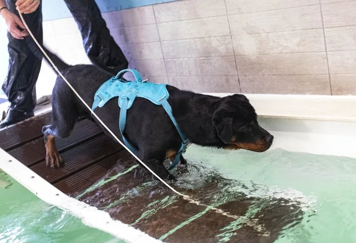 Signs of hip dysplasia in dogs and how to treat it | Brown Veterinary ...