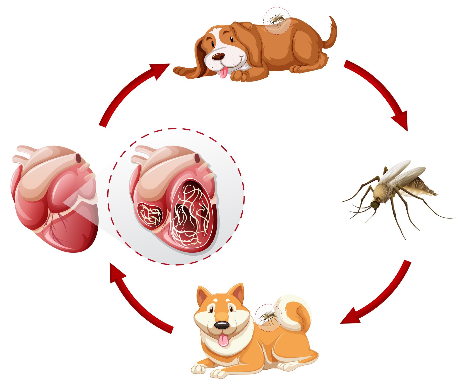 10 Common Symptoms of Heartworms in Dogs | Brown Veterinary Hospital