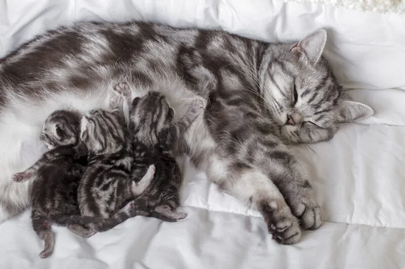 Mother Cat With Newborn Kittens (british Shorthair) Suckling Milk