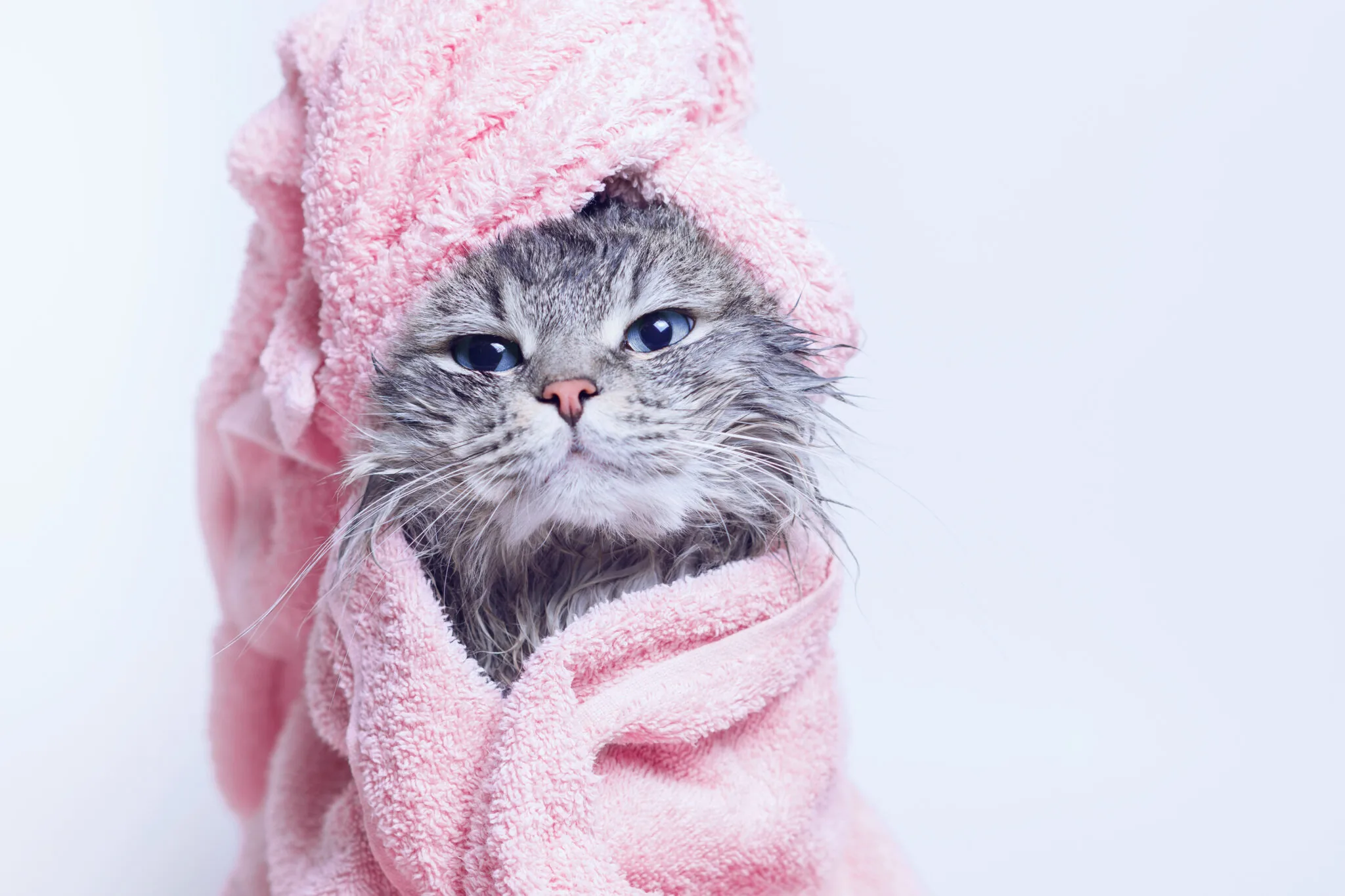 do-you-need-to-bathe-cats-brown-veterinary-hospital