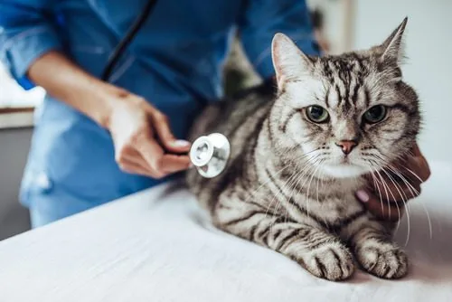 cat-at-vet-clinic