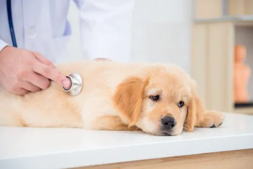 dog-laying-on-exam-table-while-vet-listens-to-his-lungs