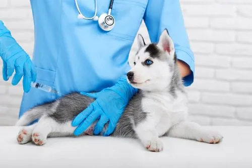 vet-administering-vaccine-to-husky-puppy