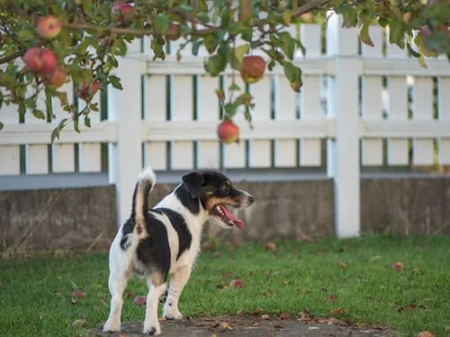 jack-russell-terrier-dog-standing-under-apple-tree-in-a-garden