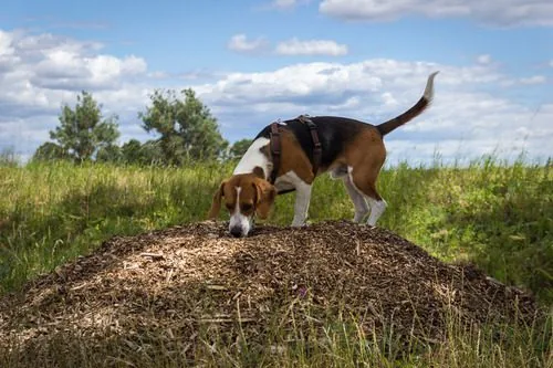 beagle-dog-standing-on-top-of-mulch-pile-in-field