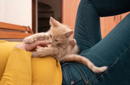 kitten-play-biting-owner