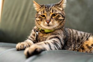 Why Do Cats “Make Biscuits”? | Brown Veterinary Hospital