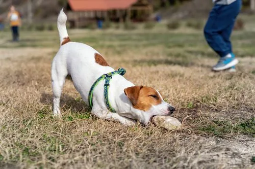 jack-russel-terrier-dog-playfully-chewing-on-large-rock