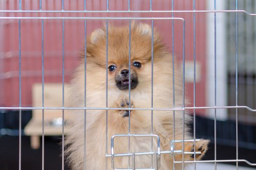 pomeranian-dog-whining-in-crate