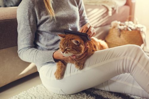 female-pet-owner-grooming-orange-cat-laying-in-her-lap-at-home