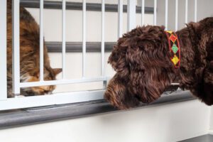 When Do Dogs Stop Growing? Dog Growth Stages Brown Veterinary Hospital