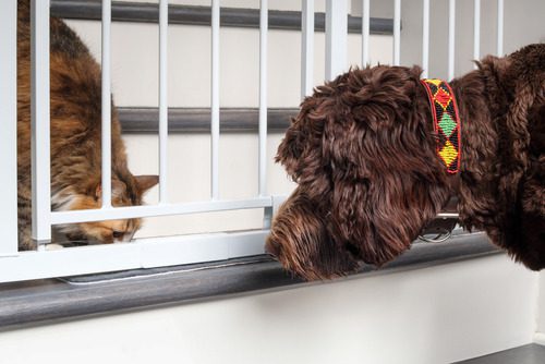 dog-and-cat-meeting-each-other-from-opposite-sides-of-a-baby-gate