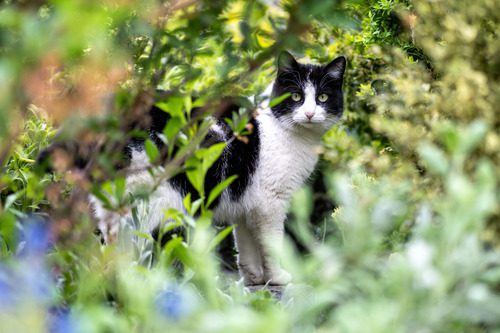 black-and-white-cat-exploring-outdoor-garden