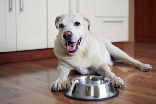 senior-dog-waiting-for-food-laying-with-metal-bowl-between-his-front-paws