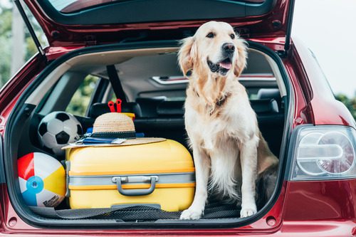 golden-retriever-dog-sitting-in-the-open-trunk-of-a-vehicle-with-luggage-a-soccer-ball-and-a-beach-ball