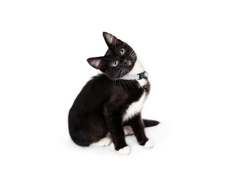 black and white cat sitting with head tilted up at the camera on a white background