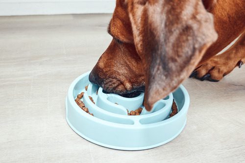 close up of dog eating from a slow feeder bowl