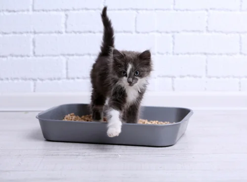 How To Litter Train A Kitten