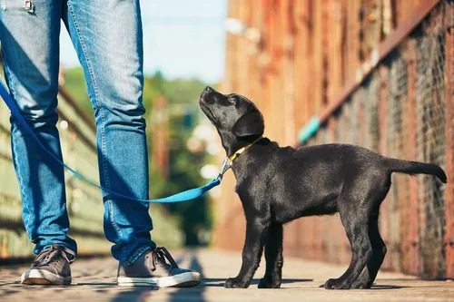 black labrador puppy looking up at owner while walking on a leash