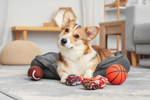 corgi dog laying in dog bed surrounded by toys in the living room