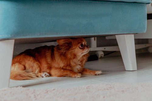 ginger chihuahua hiding under a chair at home