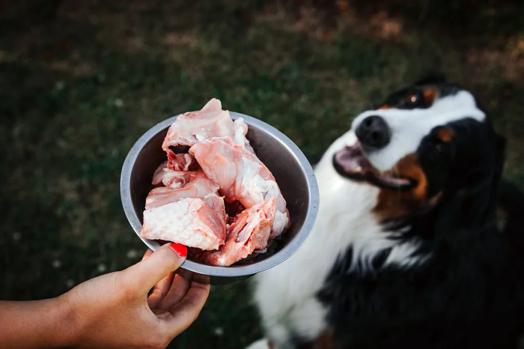 dog staring at a plate of chicken wings