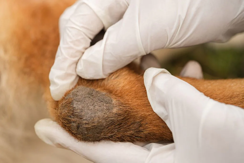 Veterinarian in white medical gloves examines dog leg calluses
