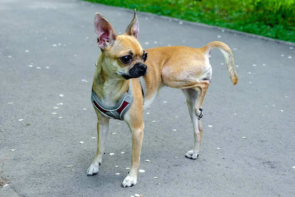 Small Dog Chihuahua Holding Up Hind Leg in Park