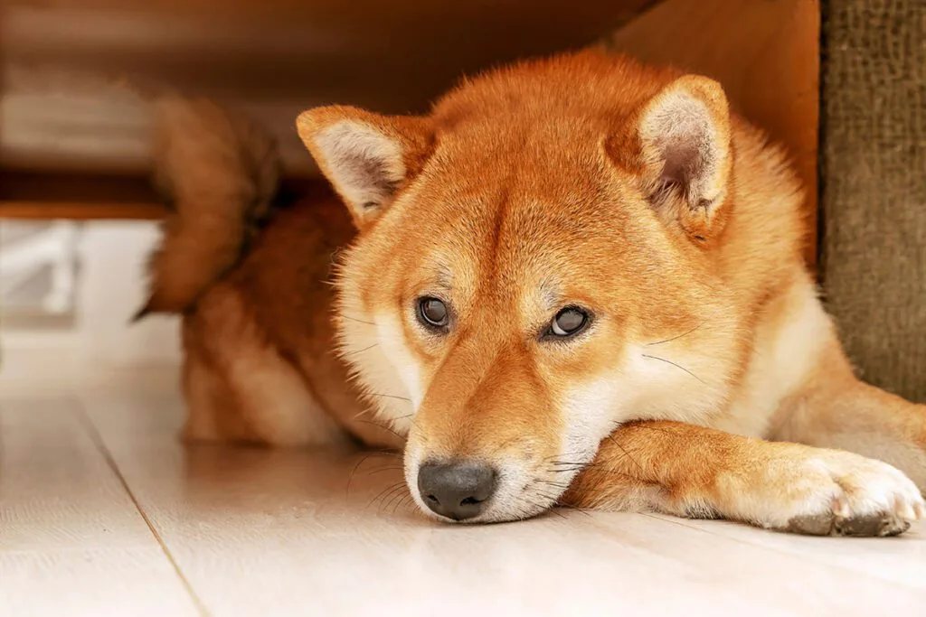 stressed dog lying underneath a bed