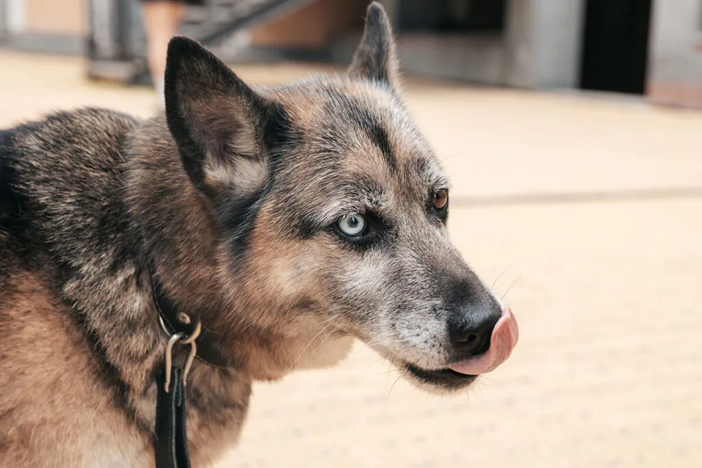 dog with blue and brown eyes licking the air