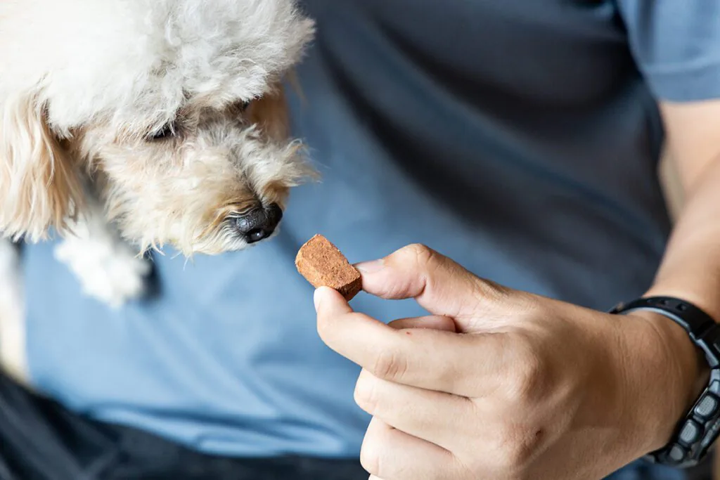 pet owner giving a heartworm chewable to dog