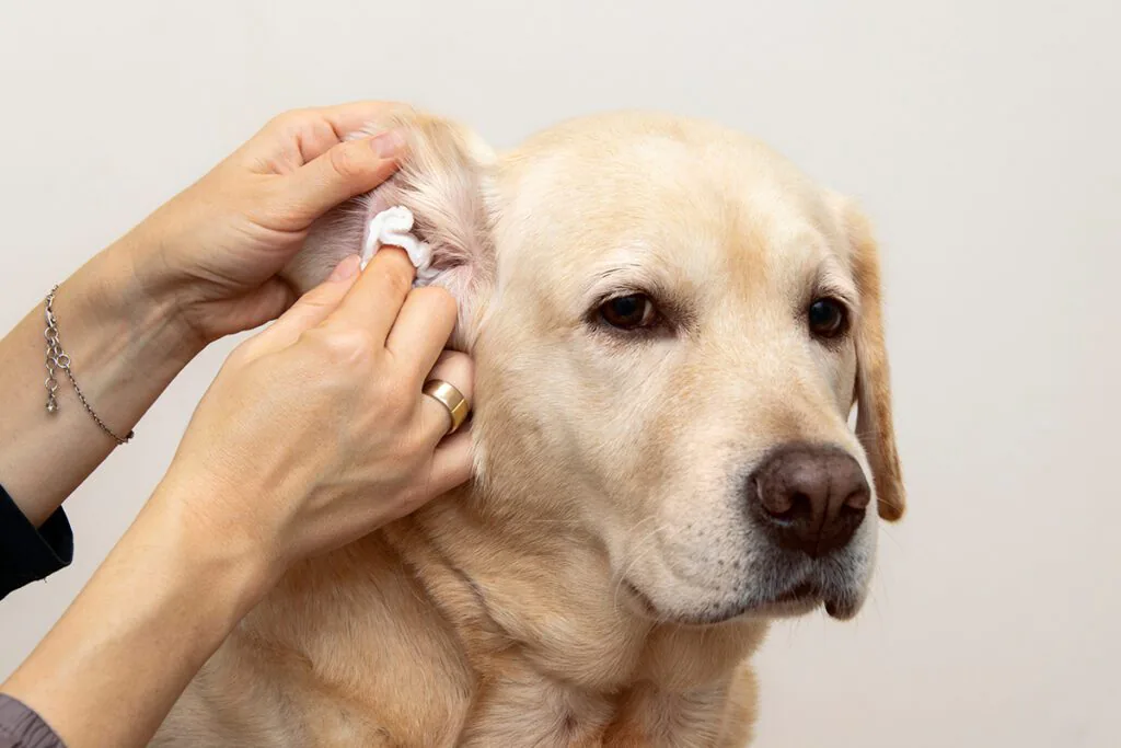 cleaning a dogs infected ear