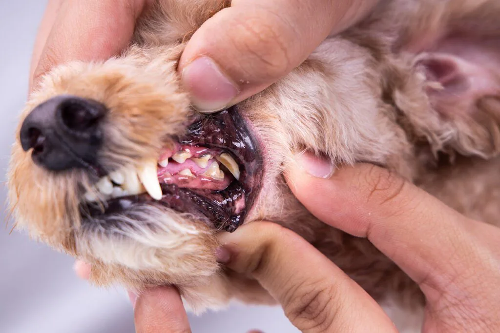 closeup of a dog with tar buildup on teeth