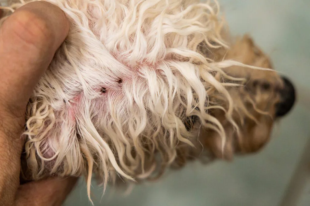 pet owner finds two ticks on the head of dog