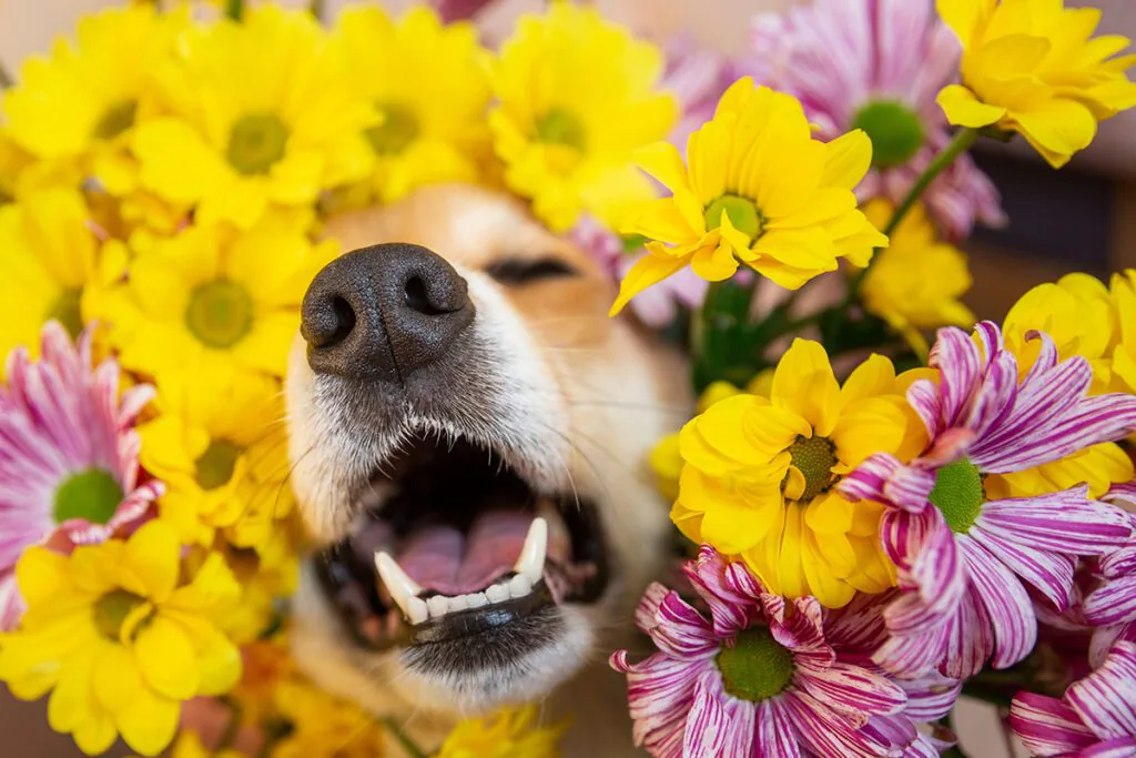 dog sticking head through flowers about to sneeze