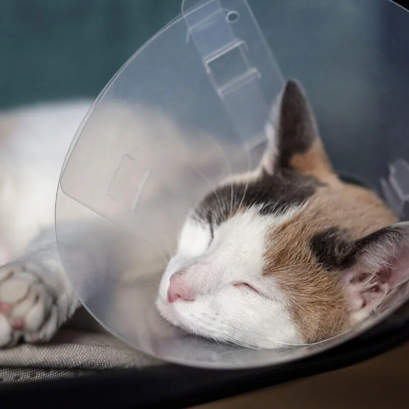 Cat Sleeping In Cone
