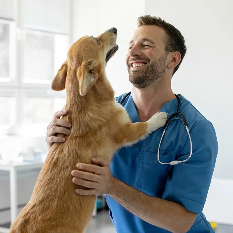 Happy Male Veterinarian With Small Corgi In Exam Room