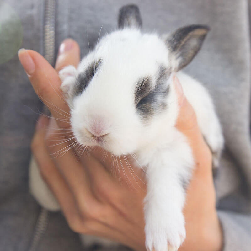 Holding Small Bunny